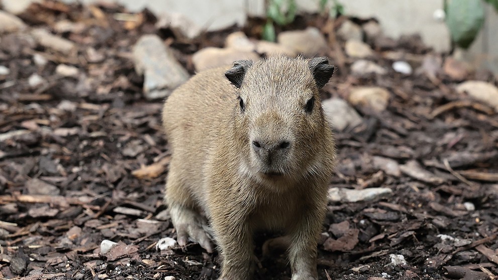 V pražské zoo se narodily malé kapybary (3)