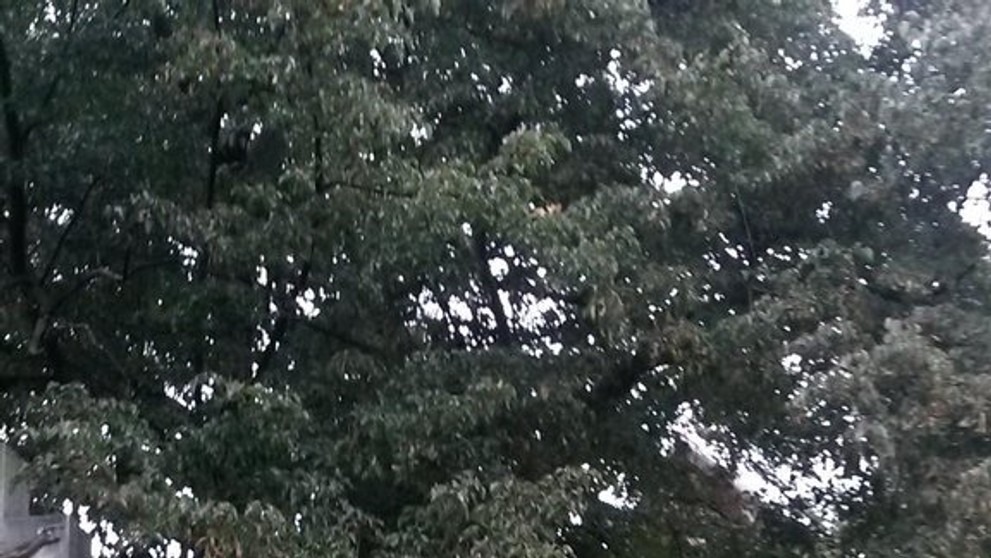 Zřícení kostelní věže - 3