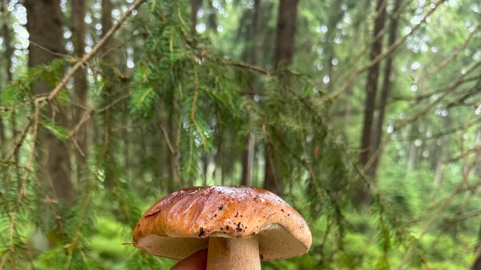 Hřiby