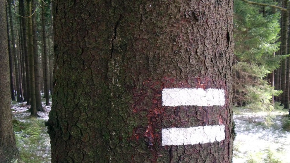 Značení stromů v lese - 5