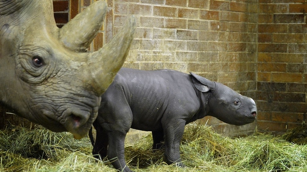 Do Safari Parku Dvůr Králové přibyli během dvou dnů hned dva nosorožci - 3