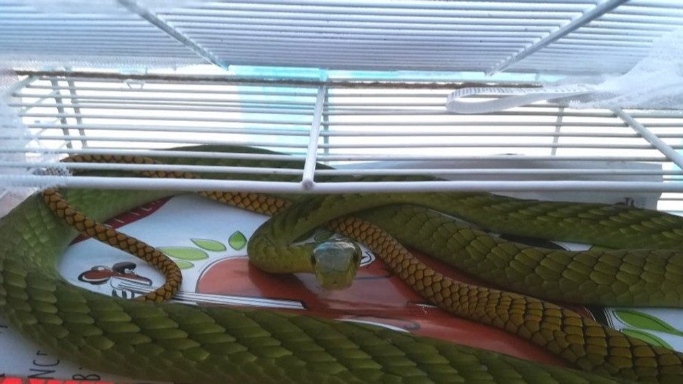 Uprchlá mamba zelená
