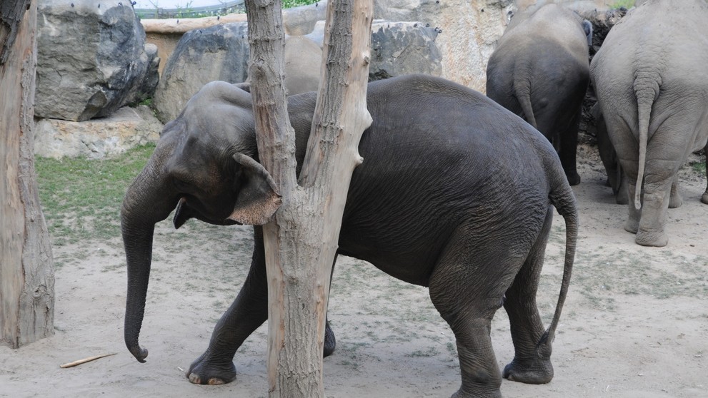 Jak se sloni v pražské zoo drbou - 1