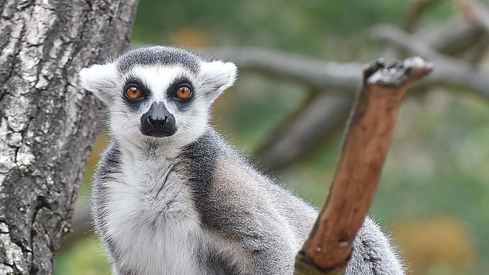 Krmení lemurů v ZOO Praha - 1