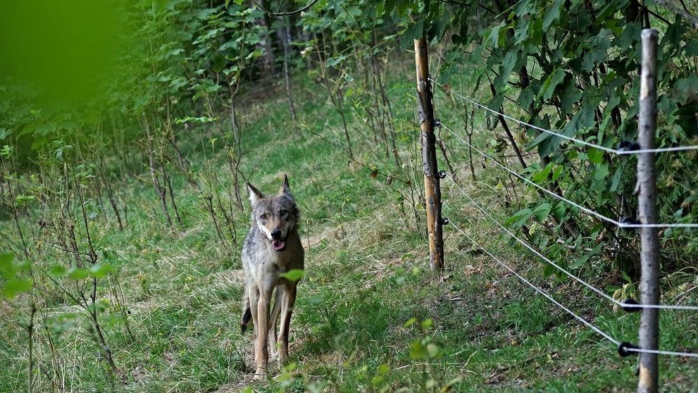 Vlčice z Krkonoš - 6
