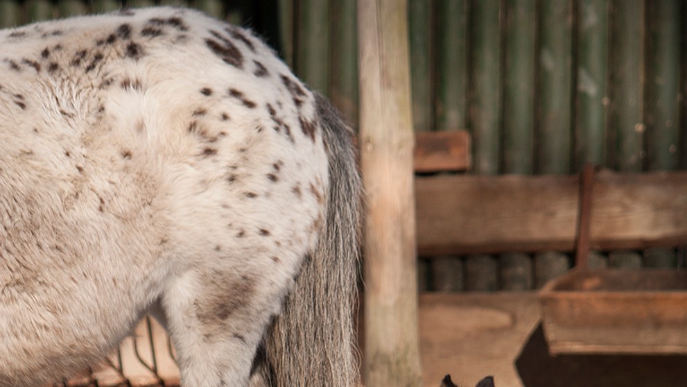Mláďata v ZOO Liberec - 3