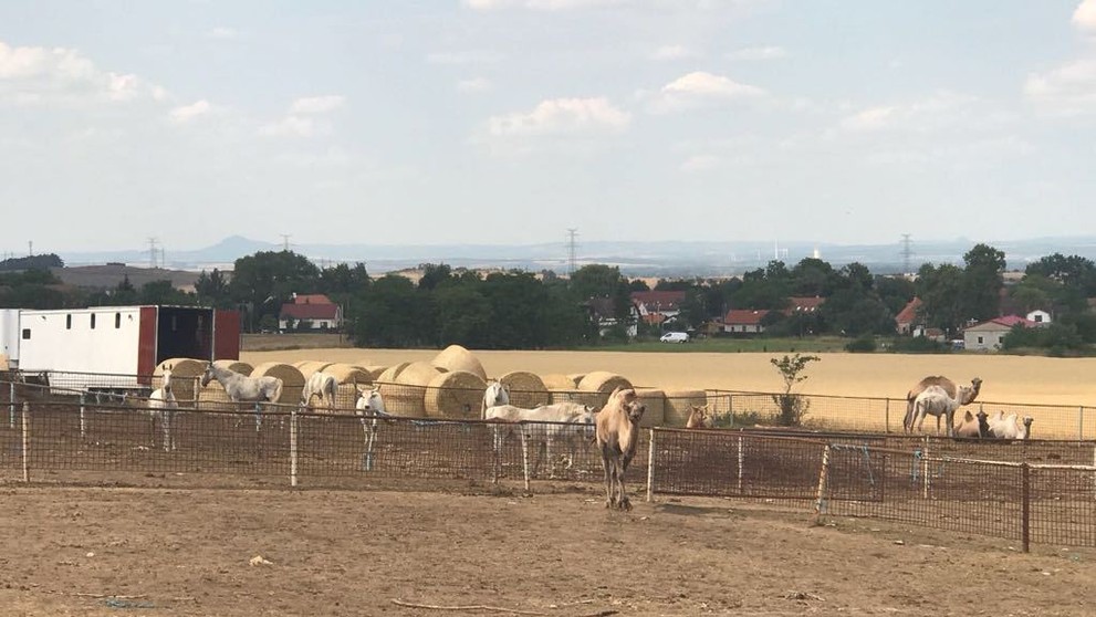 Policie zasahuje u Prahy kvůli nelegálnímu zabíjení zvířat - 1