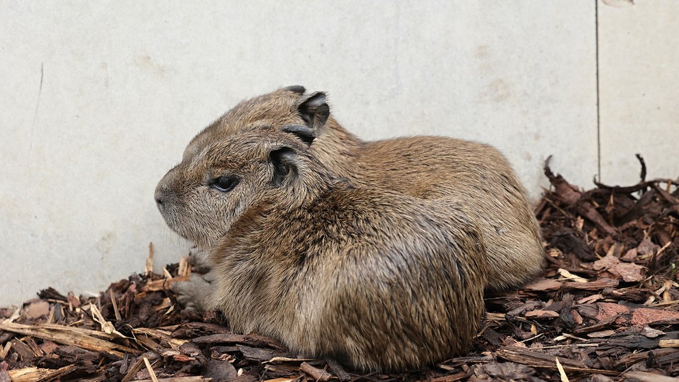 V pražské zoo se narodily malé kapybary (4)