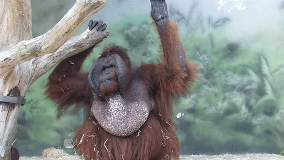 Orangutan Ňuňák