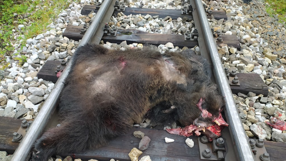 Medvědici na Slovensku přejela tramvaj