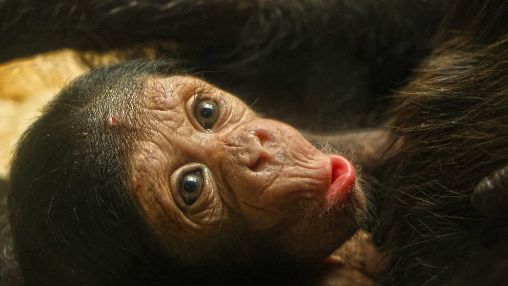 Mládě šimpanze v Plzeňské zoo (2)