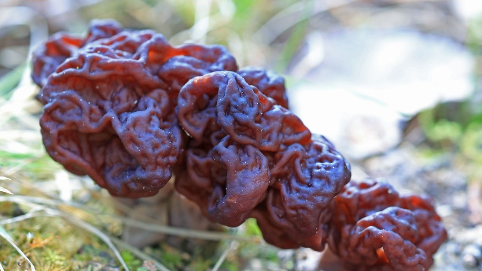 Nález houby Ucháč obecný