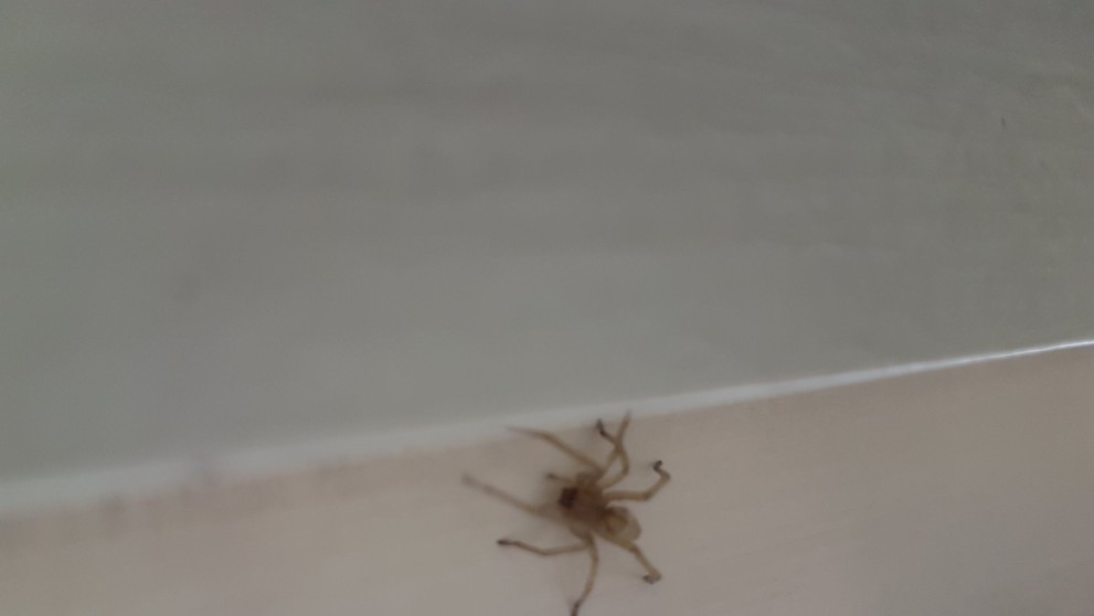 Zápřednice Mildeova - 7