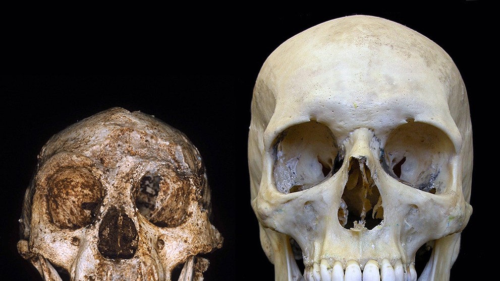 Srovnání velikosti lebky Homo floresiensis s lebkou Homo sapiens