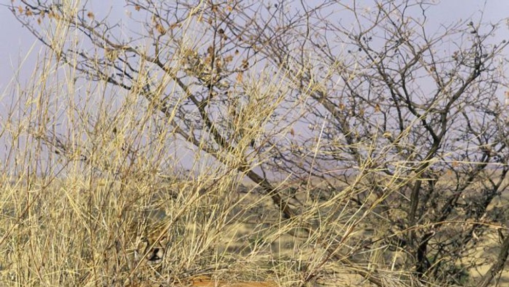 Schovaná zvířata - Oprava - 22