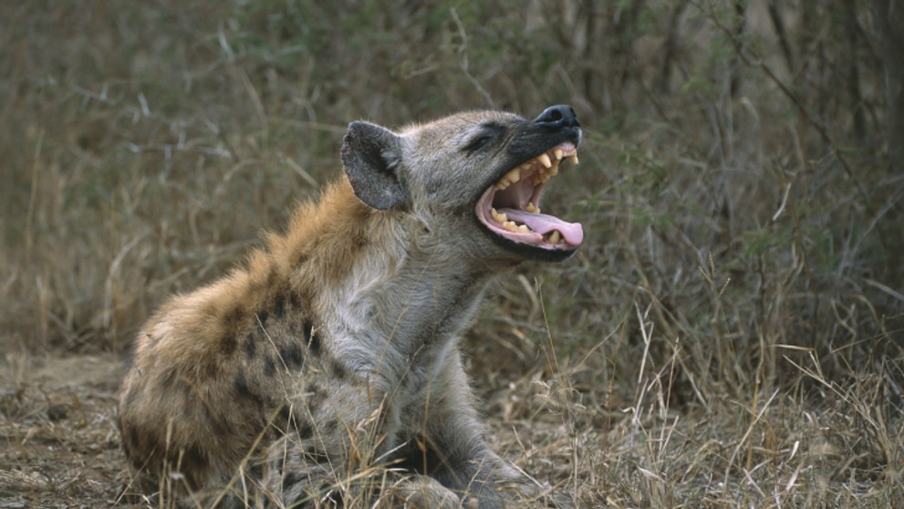 Chytrá zvířata - Hyena