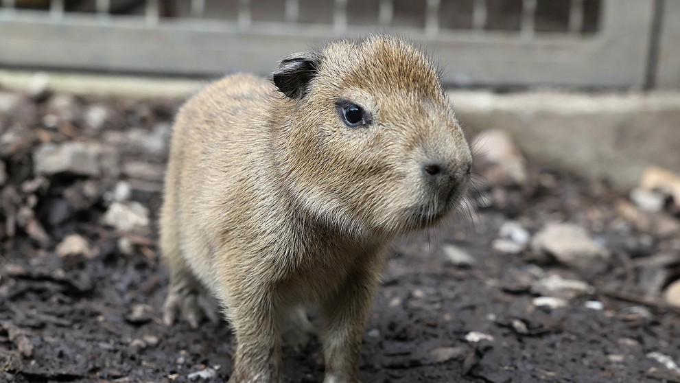 V pražské zoo se narodily malé kapybary (5)