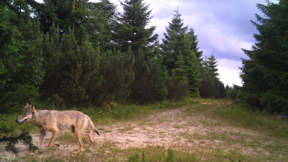 Vlk obecný, 3. 7. 2024