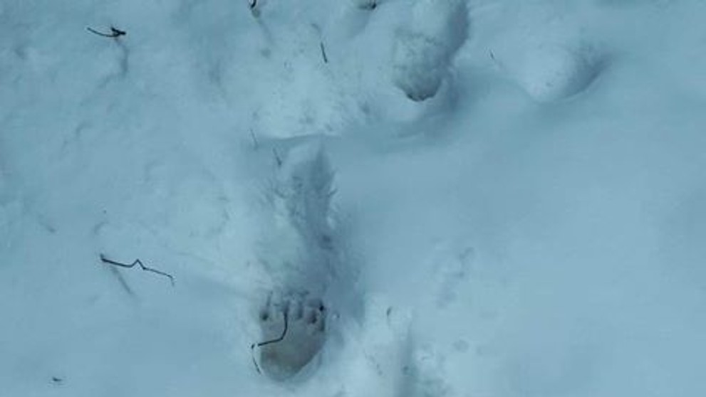 Medvěd