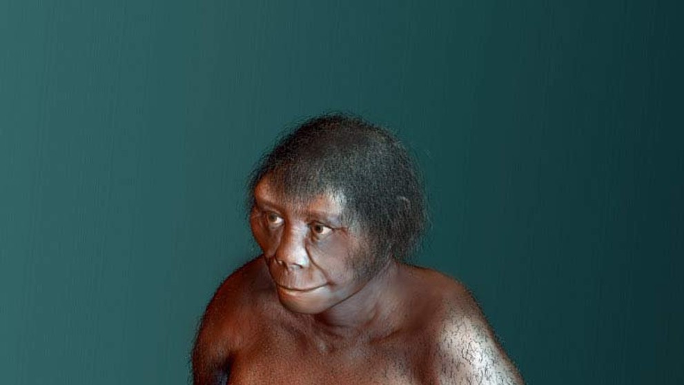 Homo floresiensis (2)