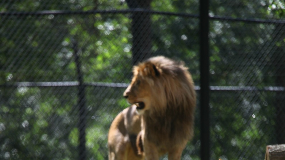 Narození lvíčat v brněnské zoo - 2
