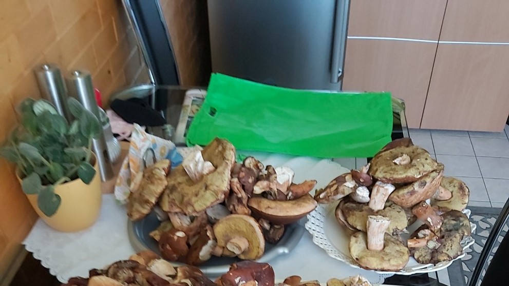 Houbařské úlovky od čtenářů TN.cz