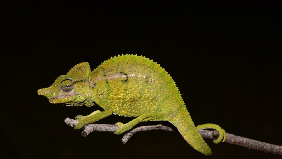 Voeltzkow's Chameleon - 2