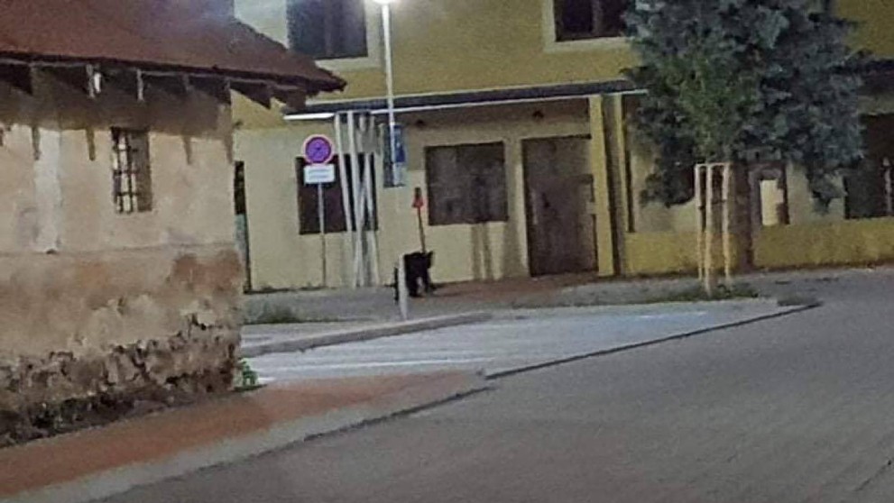 Ulicemi slovenského města se procházel medvěd - 2