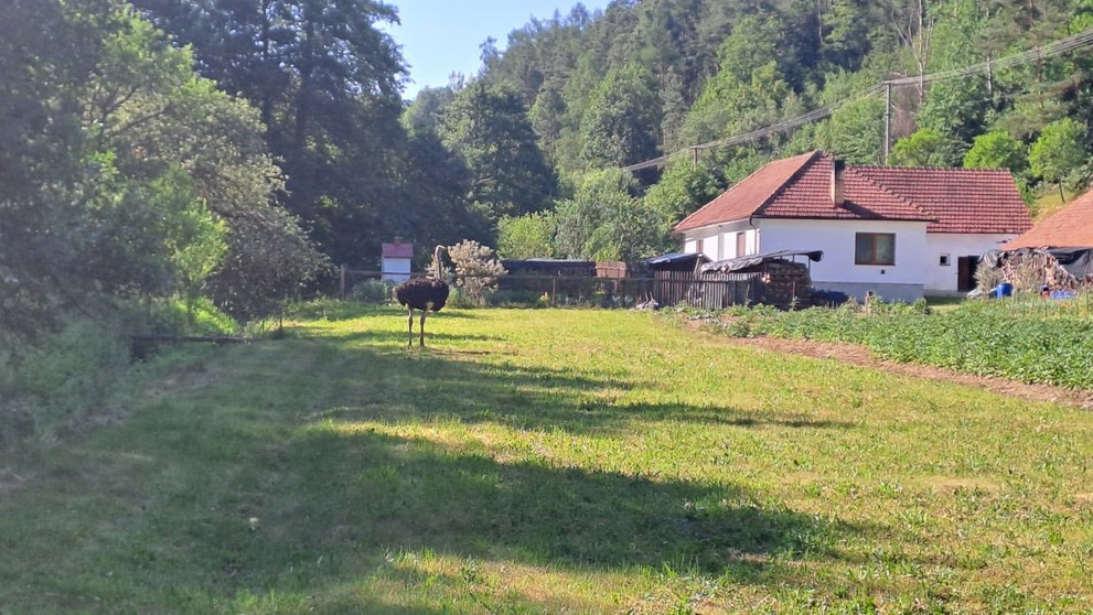Odchyt pštrosa na Boskovicku