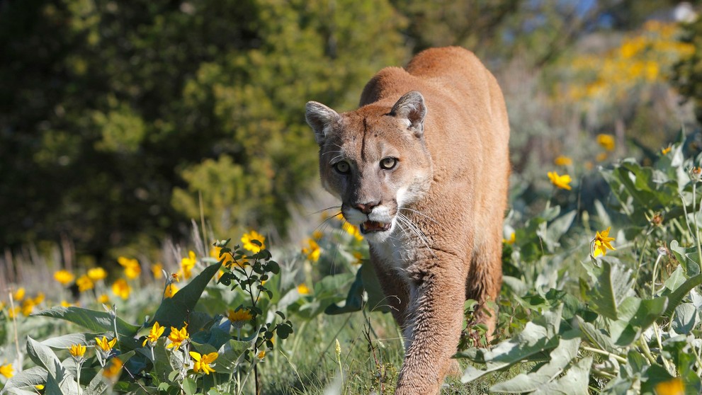 Puma americká, ilustrační
