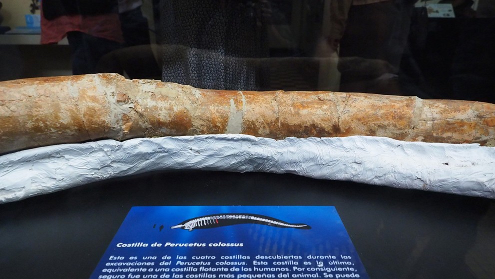 Perucetus colossus (6)