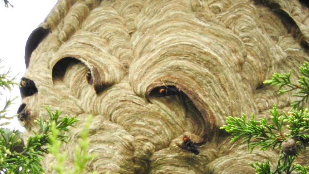 Obří hnízdo smrtících sršňů - 2