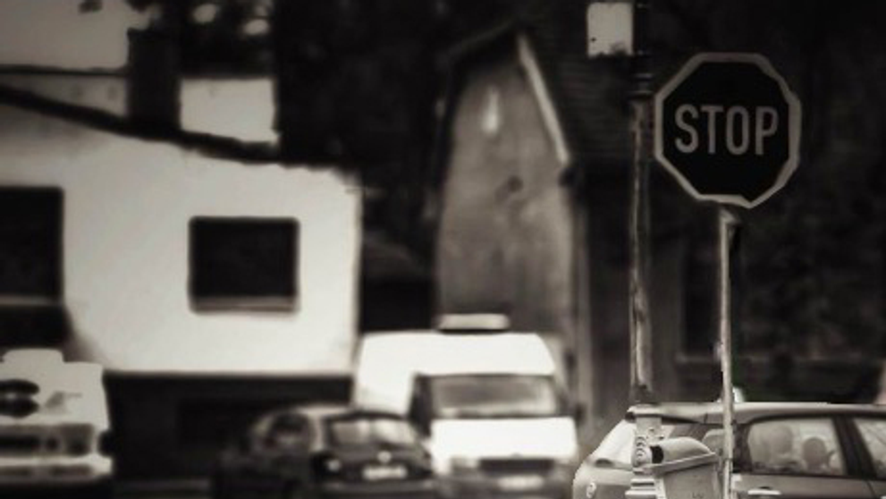 Ztracená fenka Majka