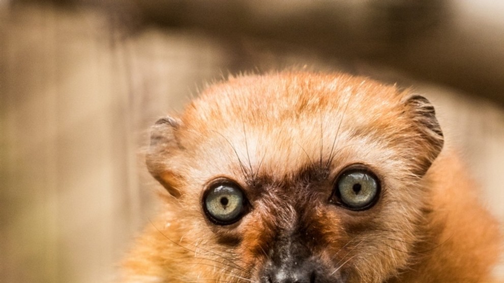 Lemur Sclaterův - 1