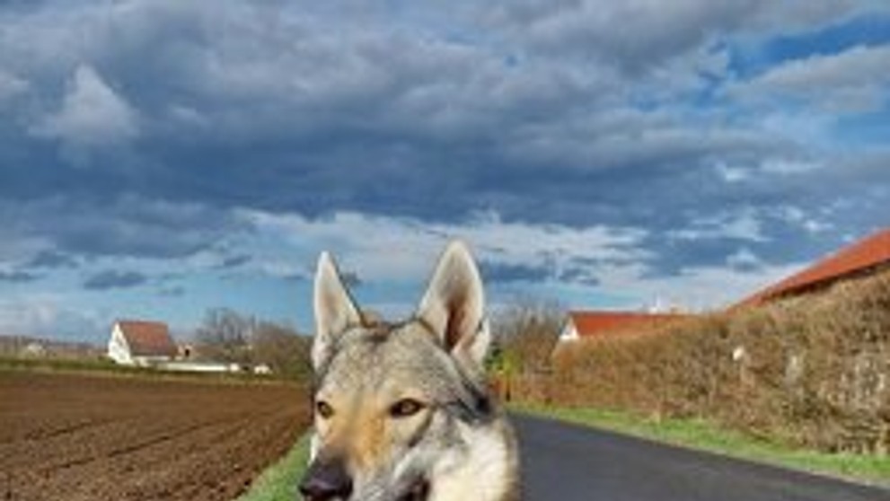 Československý vlčák