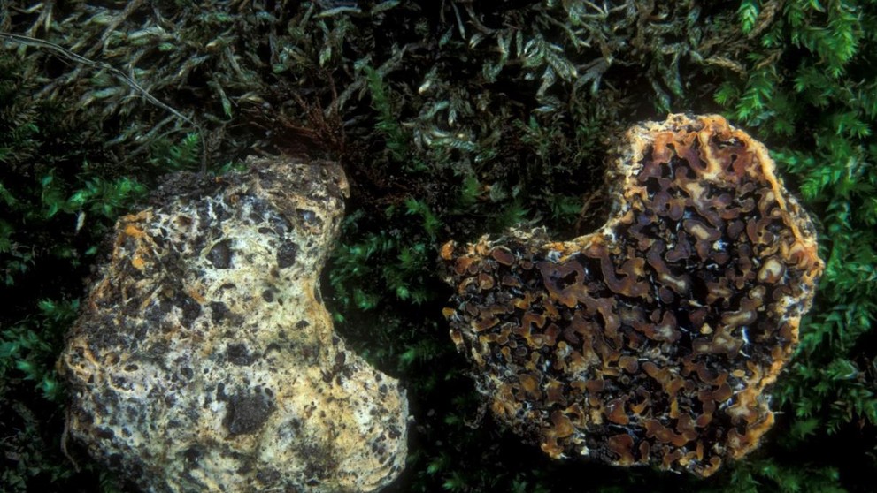 Seslička poduškovitá (Sedecula pulvinata) (1)