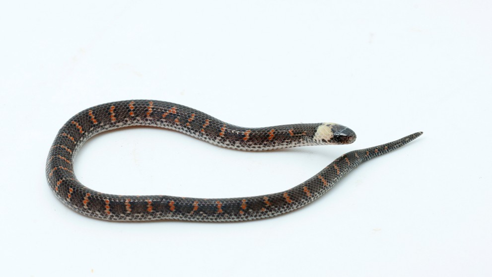 Nově objevený had (Atractus sp.)