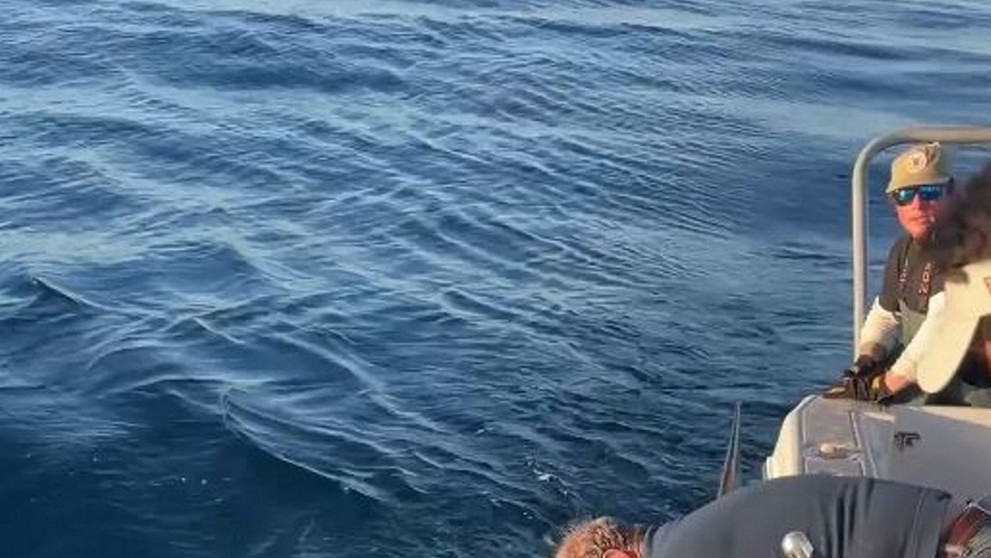 Obří žralok bílý, kterého vědci pojmenovali Contender