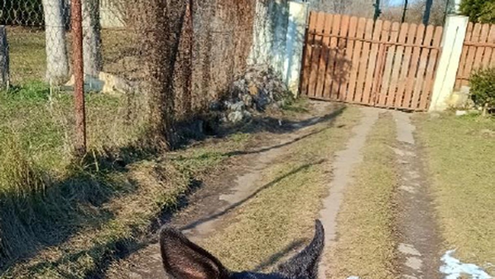 Policie nabízí lidem německého ovčáka Jorgana (5)