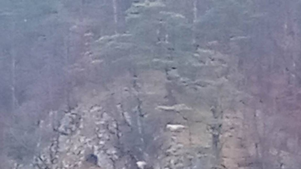 Stádo ovcí na pokraji smrti
