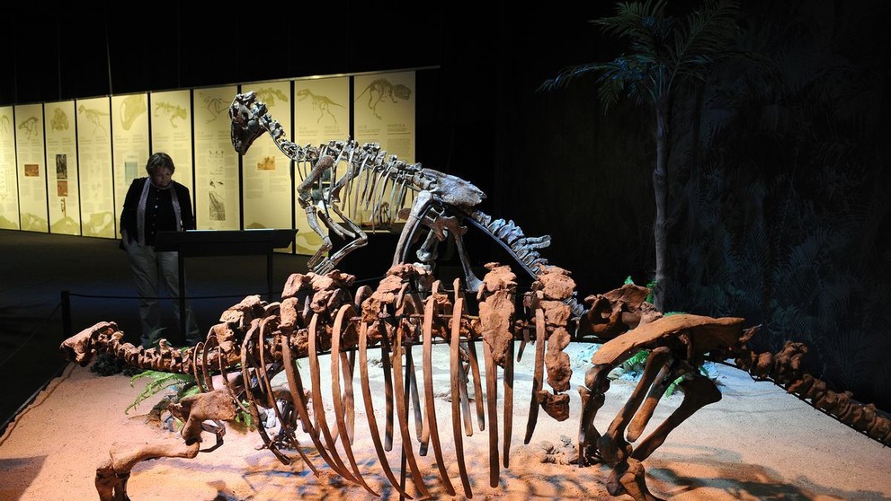 Výstava Dinosaurium - 23