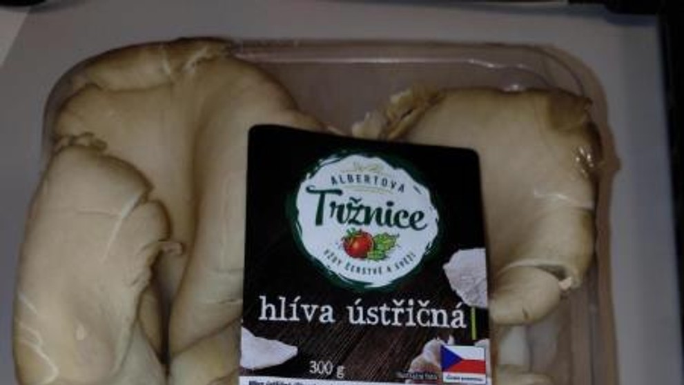Hlíva ústřičná