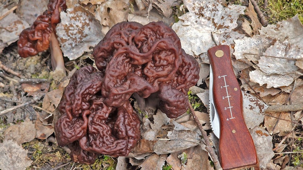 Nález houby Ucháč obecný