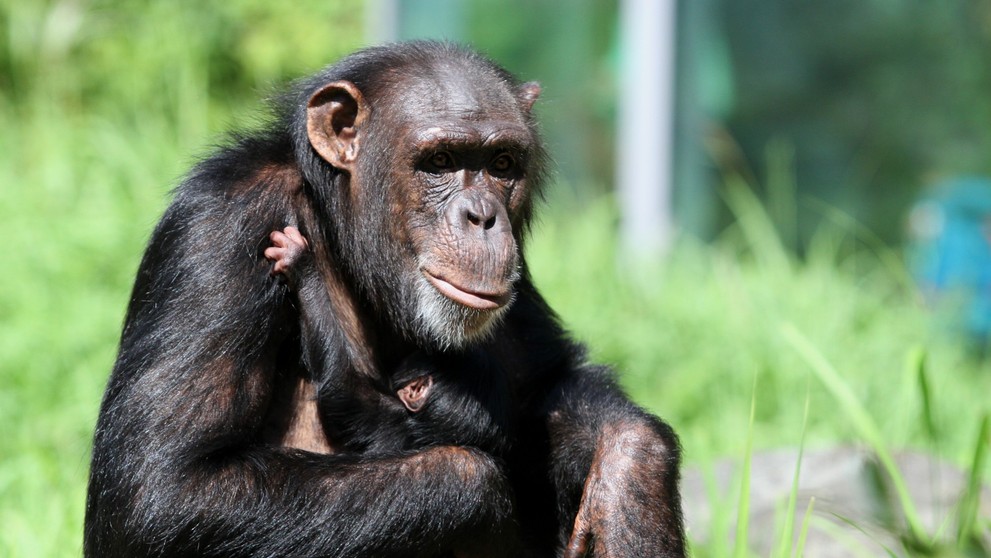 V zoo se narodilo mládě šimpanze (3)
