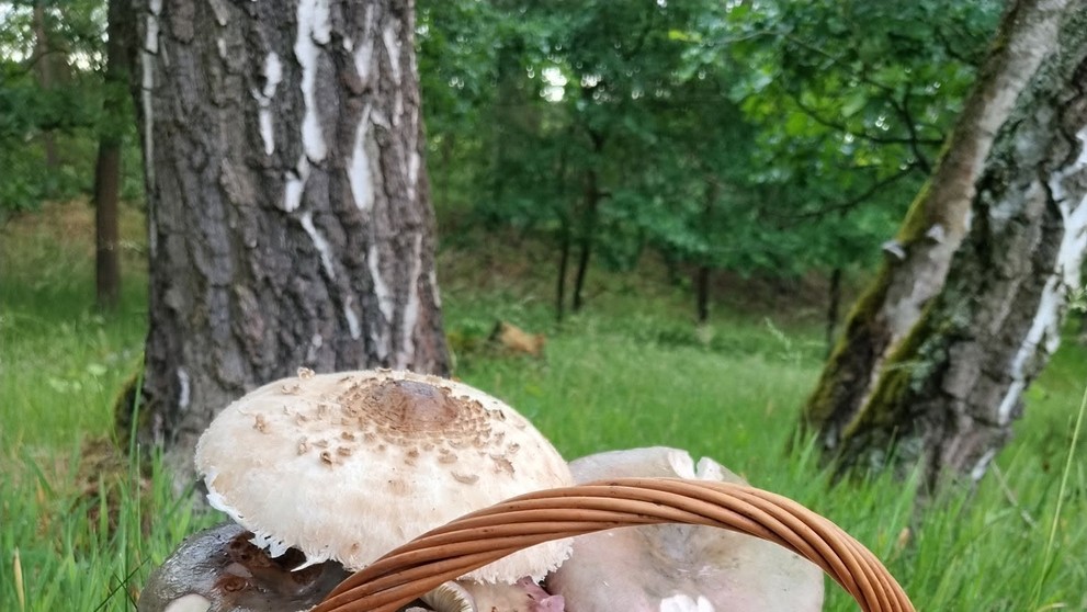 Úlovek houbaře