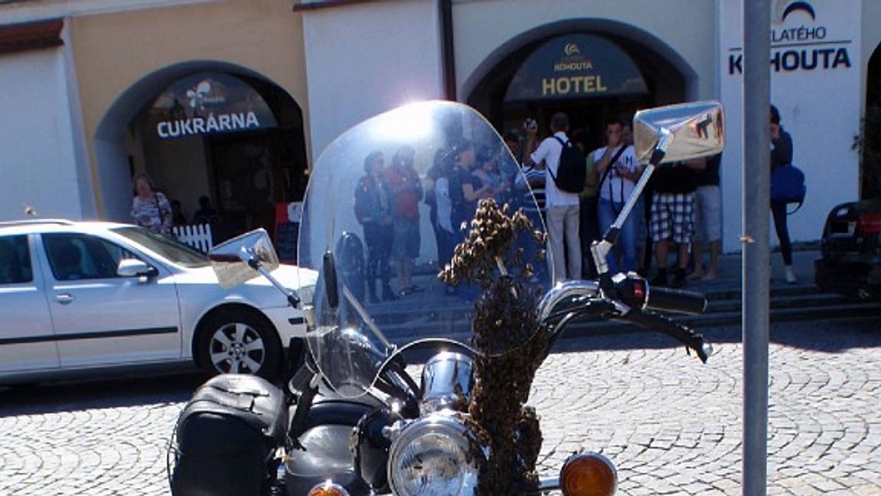 Včely obsadily v Kroměříži motocykl