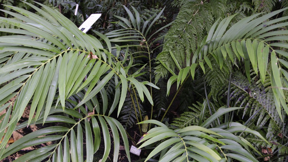 Botanicka zahrada