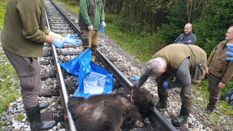 Medvědici na Slovensku přejela tramvaj