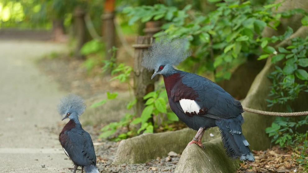 Mládě korunáče Scarletova v Zoo Ostrava