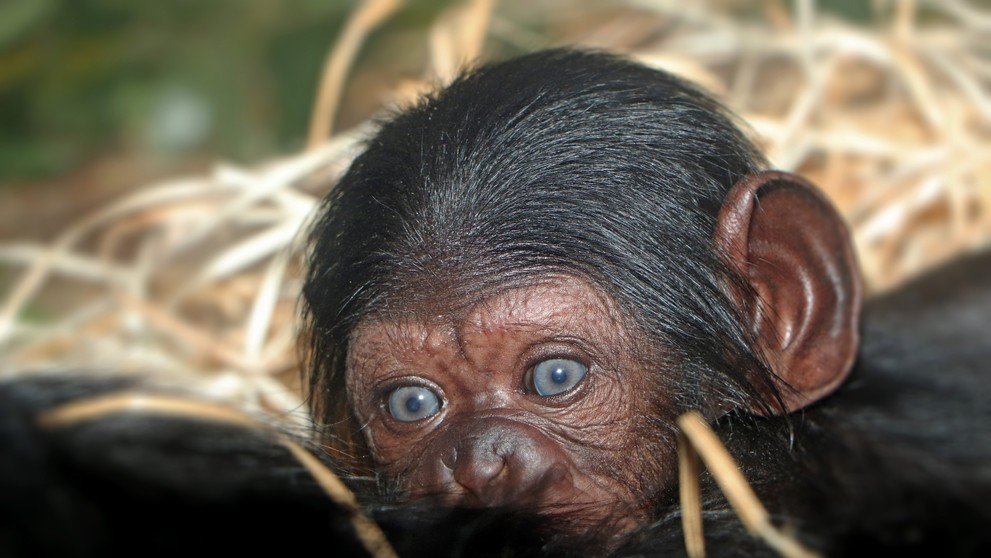 V Zoo Plzeň se narodilo mládě šimpanze - 4
